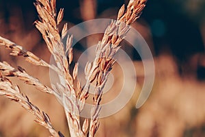 Corn field in the rays of the setting sun.