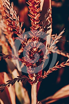 Corn field in the rays of the setting sun.
