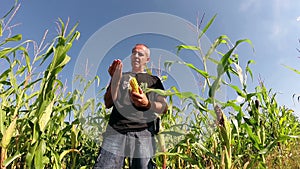 Corn Field Ready for Harvest