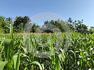 corn field ready to be harvested