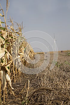 Corn Field Ready To Be Harvested With Wind Farm in a Distance