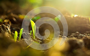 Corn field. Renewable energy for future. Sustainable resources. Plant management or environment symbol.