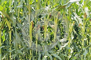 A green field of corn growing up at Israel