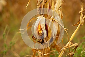 Corn field. Ripened dry yellow corn, harvest time. Corn season