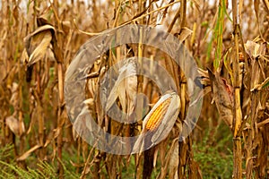 Corn field. Ripened dry yellow corn, harvest time. Corn season