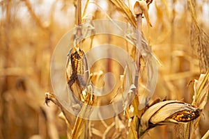 Corn field. Ripened dry yellow corn, harvest time. Corn season