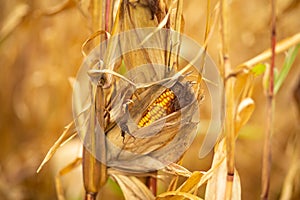 Corn field. Ripened dry yellow corn, harvest time. Corn season