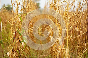 Corn field. Ripened dry yellow corn, harvest time. Corn season