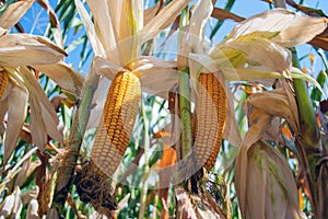 Corn in the field during the ripening period. cobs filled with coarse grain