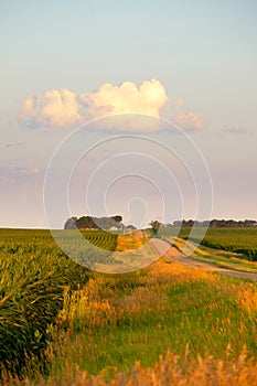 Corn field and road in south dakota