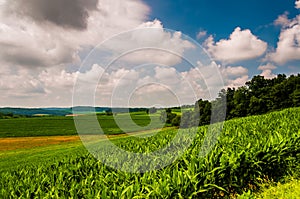 Corn field and rolling hills in rural York County, Pennsylvania.