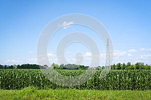 Corn field in Rovigo, Italy photo
