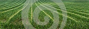 Corn Field Rows