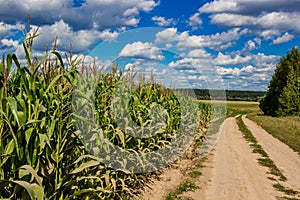 Corn field and rural dirt road