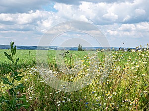 Corn field in Saxony Vogtland east germany