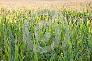 Corn Field seen backlighted