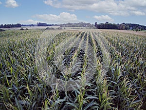 Corn field seen from a bird`s eye view, beautiful sky