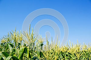 Corn field on sky