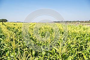 Corn field on sky