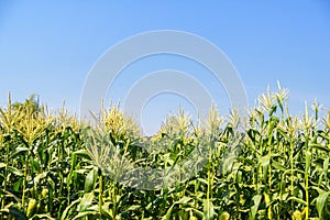 Corn field on sky