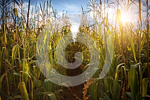 Corn field and sky with beautiful clouds