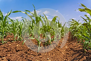 Corn field and sky with beautiful clouds