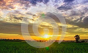 Corn field and sky with beautiful clouds