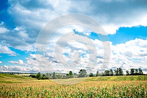 Corn field and sky with beautiful clouds