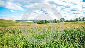 Corn field and sky with beautiful clouds