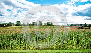 Corn field and sky with beautiful clouds