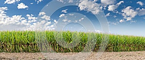 Corn Field with sky panorama