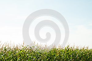 Corn field and the sky in the summer day