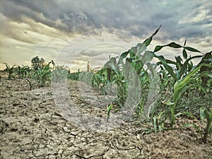 Corn field small plants in dry soil during sunset covered with clouds