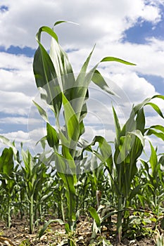 Corn on the field