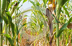 Corn field