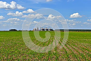 Corn field with storage silo with blue sky