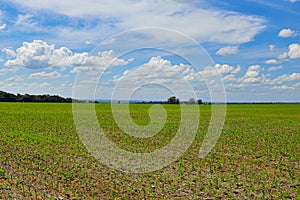 Corn field with storage silo with blue sky