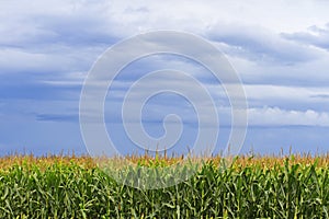 Corn field with storm clouds overhead