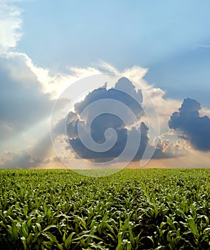 Corn field during stormy day