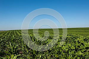 Corn field stripes