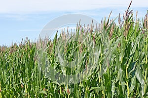 Corn field in summer in a close-up