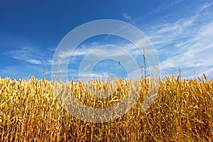 Corn field a summer day