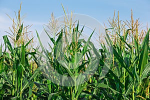 The corn on the field in the summer farm