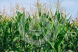 The corn on the field in the summer farm