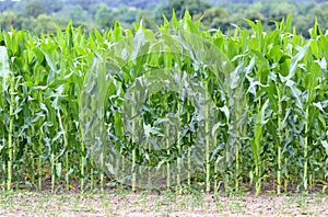 Corn field in summer