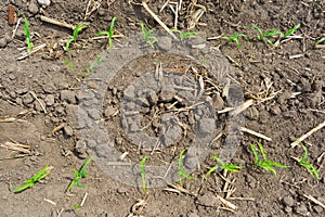Corn field in summer