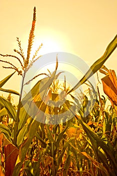 Corn field with sun