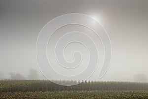 Corn field with the sun high with thick fog