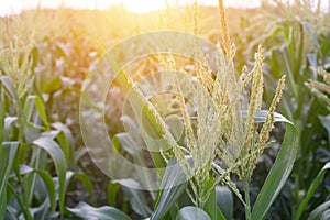 Corn field with sun light