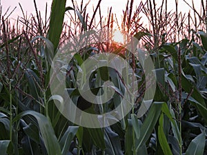 Corn field at sundown close up in summer